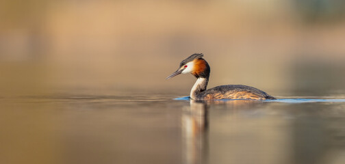 Great Crested Grebe - Podiceps cristatus - at the little lake in spring