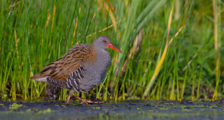 Water Rail - Rallus aquaticus - adult bird at a wetland in summer
