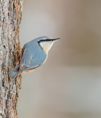Eurasian nuthatch - Sitta europaea - in winter at a wet forest