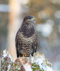 Common Buzzard - Buteo buteo - in winter at a wet forest