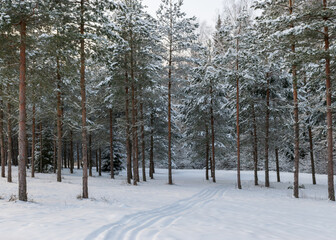 traditional winter landscape with snowy trees