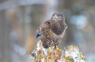 Common Buzzard - Buteo buteo - in winter at a wet forest