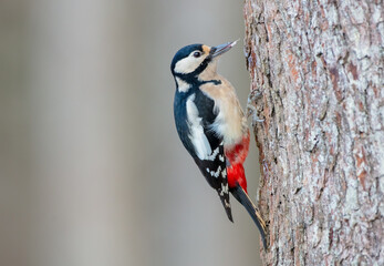 Great Spotted Woodpecker - Dendrocopos major - female in the wet forest in winter