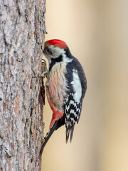 Middle Spotted Woodpecker - Dendrocoptes medius - in the wet forest in winter