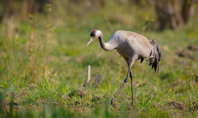 The common crane - Grus grus - male bird at a wetland in late spring