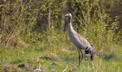 The common crane - Grus grus - male bird at a wetland in late spring