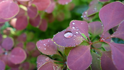 burgundy plant leaves with a drop of water
