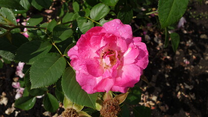 pink rose with green leaves