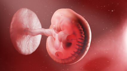3d rendered illustration of a human embryo - week 5 - obrazy, fototapety, plakaty