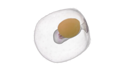 3d rendered medically accurate illustration of a human embryo - week 3