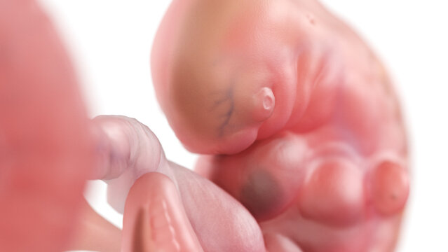 3d rendered medically accurate illustration of a human embryo - week 5