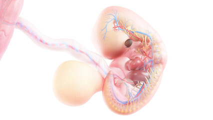 3d rendered medically accurate illustration of a human embryo anatomy - week 7