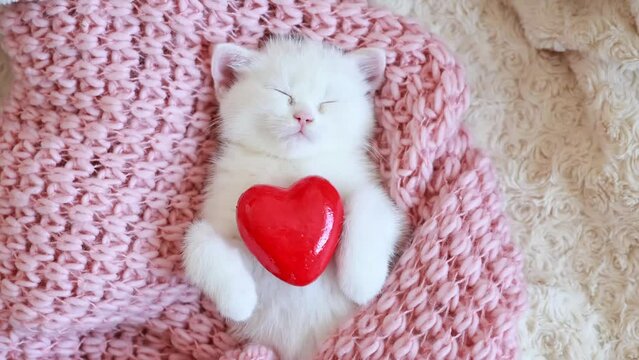 cute little grey-blue British kitten sleeping, wrapped on a pink plaid, blanket with a red heart, valentine's day