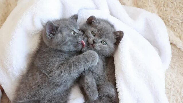 cute kittens are lying on a white blanket, licking each other, family, care, top view. little kittens lick each other