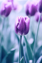 Fleurs de tulipes violettes