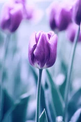 Papier Peint photo Pantone 2022 very peri Fleurs de tulipes violettes