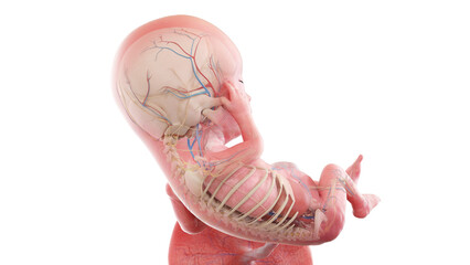 3d rendered medically accurate illustration of a human fetus anatomy - week 13
