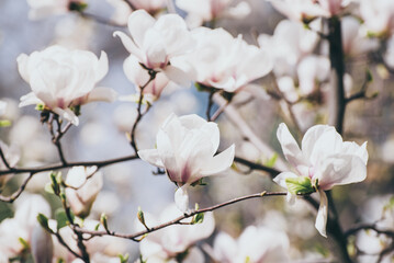 Magnolia spring flowers