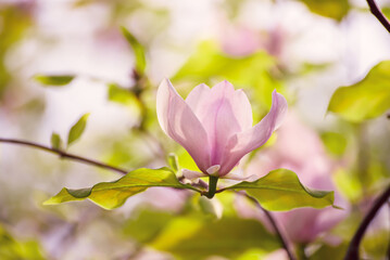 Fototapeta premium Magnolia spring flowers