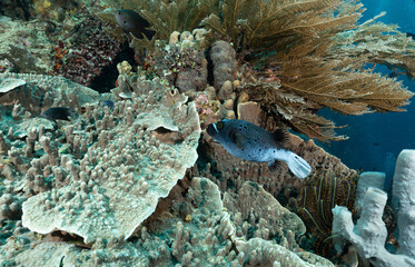 Pesce palla a macchie nere, Arothron nigropunctatus, con coralli duri sullo sfondo