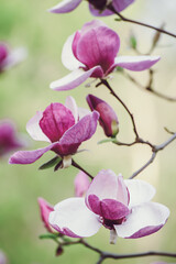 Magnolia spring flowers