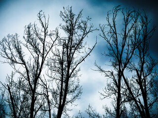 Leafless tree view against the sky. Bare tree silhouette.