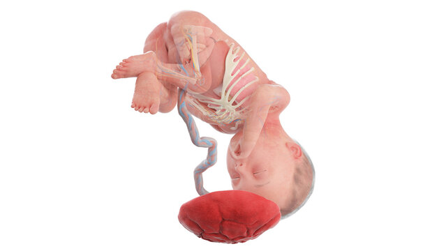 3d rendered medically accurate illustration of a human fetus anatomy - week 27