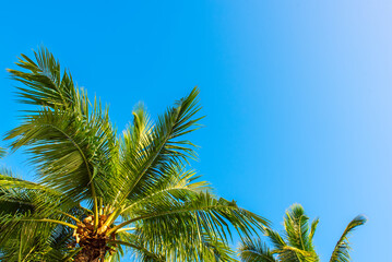 Obraz na płótnie Canvas Tropical Background with palm