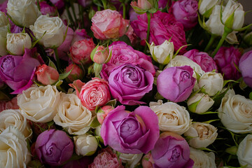 Pink purple white roses background. Top view of a large beautiful bouquet in different poses. The concept of Valentine's day, wedding, birthday. Natural bright background. Mother's Day Greeting Card