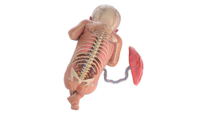 3d rendered medically accurate illustration of a human fetus anatomy - week 32
