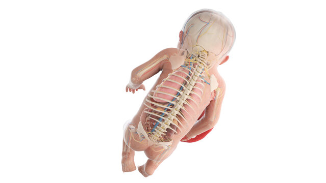 3d rendered medically accurate illustration of a human fetus anatomy - week 31
