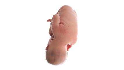 3d rendered medically accurate illustration of a human fetus - week 37