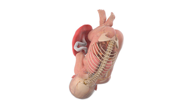3d rendered medically accurate illustration of a human fetus anatomy - week 41