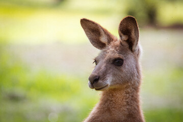 kangaroo in the grass