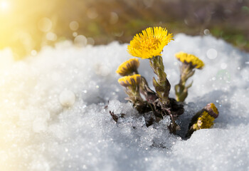 Tussilago farfara flowers under melting snow, in the rays of the sun - obrazy, fototapety, plakaty