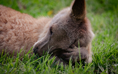 Kangaroo scratching its face