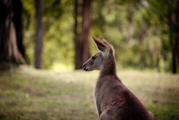 kangaroo in the grass