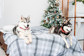 Fototapeta na wymiar Two husky dogs lie on a bed with their tongues hanging out against the backdrop of a Christmas tree.