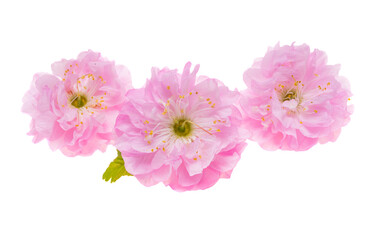 pink almond flowers isolated