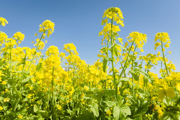 菜の花の近接撮影	