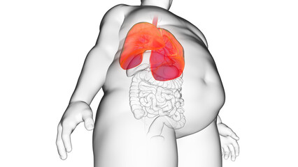 3d rendered illustration of an obese mans lung