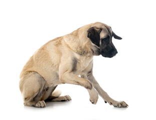 Fototapeta premium Kangal Shepherd Dog