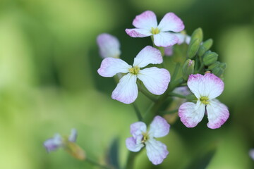 white and purple flower with green background.