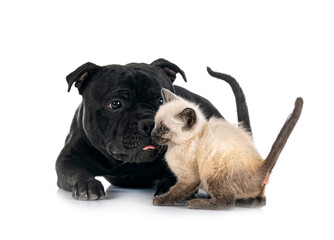 staffordshire bull terrier and kitten