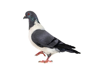 Strasser pigeon in studio