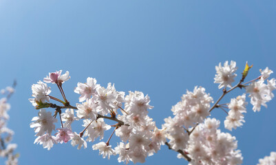 Close-up of cherry blossoms shining under the sun.  太陽の下で輝く桜の花のクローズアップ