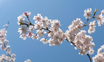 Close-up of cherry blossoms shining under the sun.  太陽の下で輝く桜の花のクローズアップ