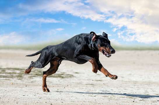 training of dobermann pinscher