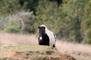 Naklejka premium 歩く馬