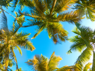 Fototapeta na wymiar Tropical Background with palm